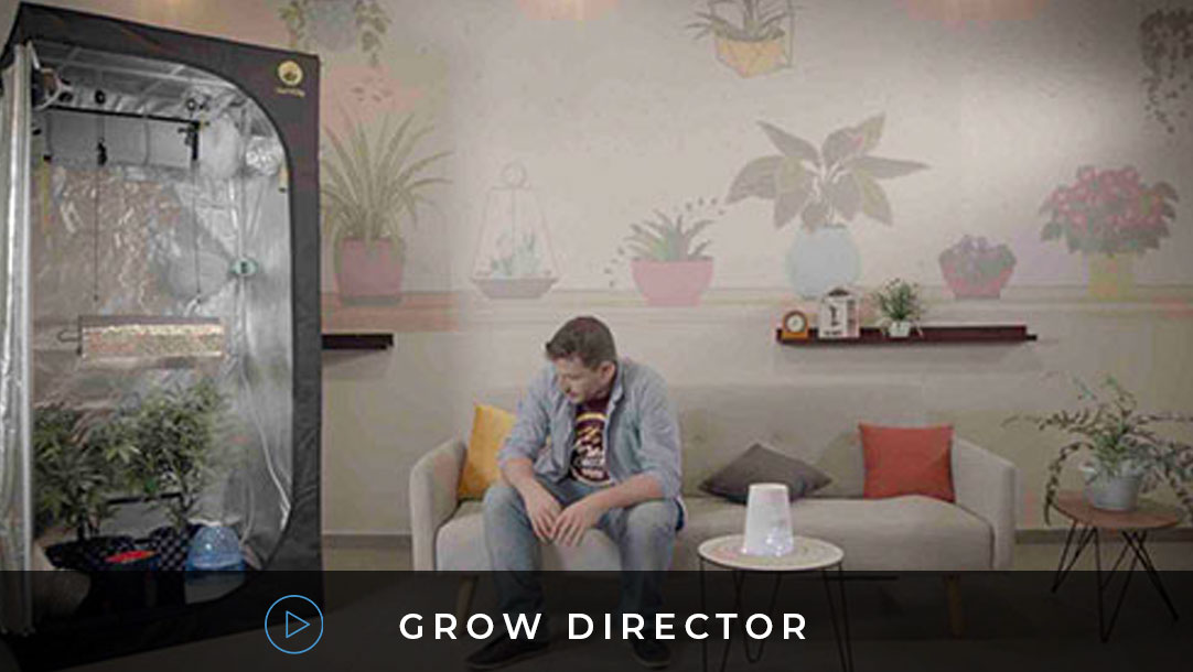grow director
